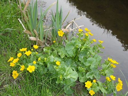 Gewone dotterbloem Caltha palustris Totaalbeeld