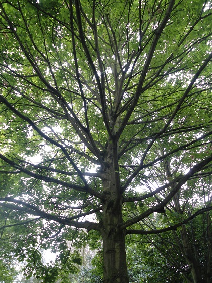 Gewone esdoorn Acer platanoides boombeeld