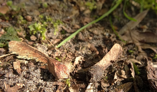 Gewone esdoorn Acer pseudoplatanus 20140416 Helikoptertjes
