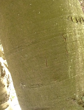 Gewone esdoorn Acer pseudoplatanus 20140416 schors jonge boom2