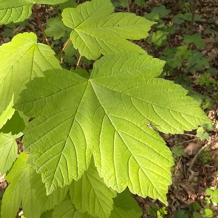 Gewone esdoorn Acer pseudoplatanus blad