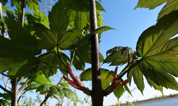Gewone esdoorn Acer pseudoplatanus Uitkomend blad 20140406 (2)