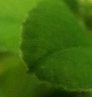 Hopklaver_Medicago lupulina blad
