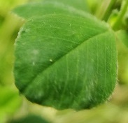 Hopklaver_Medicago lupulina Bladrand