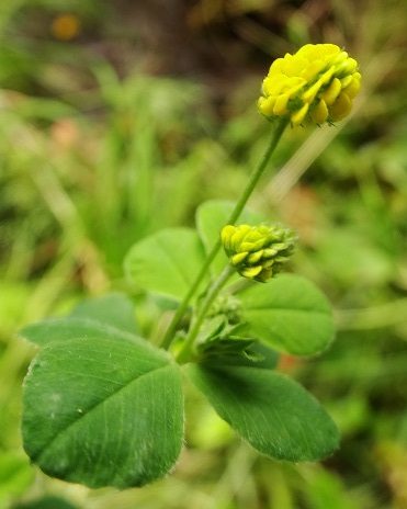 Hopklaver_Medicago lupulina Bloem