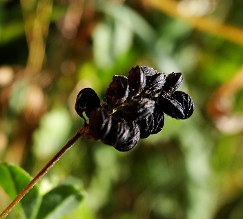 Hopklaver_Medicago lupulina doosvruchtjes