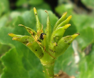 Onrijpe vruchten Gewone dotterbloem Caltha palustris 20140414