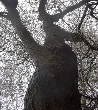 Sleedoorn Prunus spinosa Bast