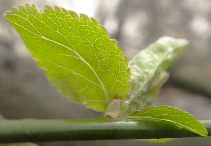 Sleedoorn Prunus spinosa blad
