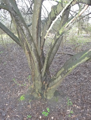 Sleedoorn Prunus spinosa stam