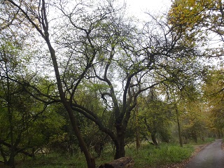 Sleedoorn silhouet
