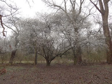Sleedoorn Prunus spinosa totaalbeeld voorjaard