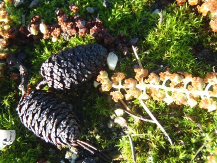 Zwarte els Alnus glutinosa