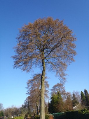 Zwarte els Alnus glutinosa boom