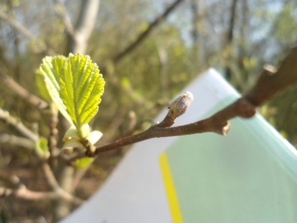 Zwarte els Alnus glutinosa Blad