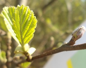 Zwarte els Alnus glutinosa H (1)klein