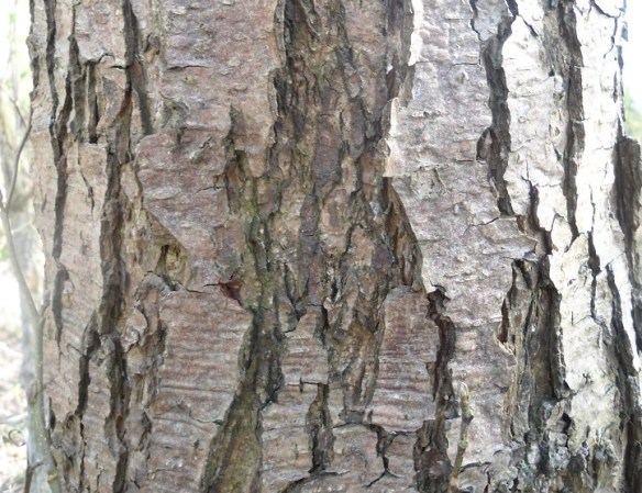 Zwarte els Alnus glutinosa Schors