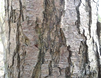 Zwarte els Alnus glutinosa H (3)klein
