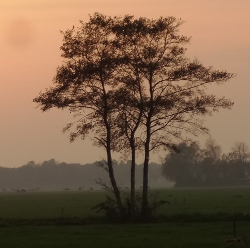 Zwarte els