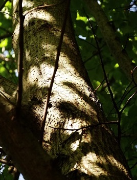 Hollandse iep Ulmus x hollandica Stamovergang