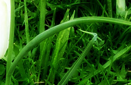 Blad Wilde kievitsbloem