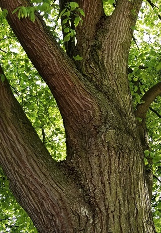 Hollandse iep Ulmus x hollandica 20140504 Stamgroeven