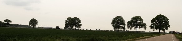 Hollandse iep Ulmus x hollandica 20140504