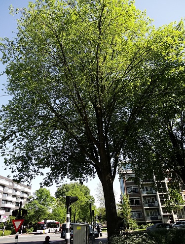 Hollandse iep Ulmus x hollandica stad