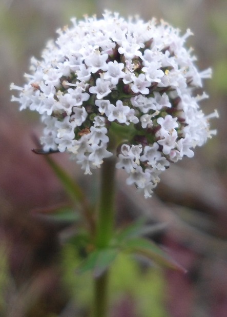 Kleine valeriaan Valeriana dioica