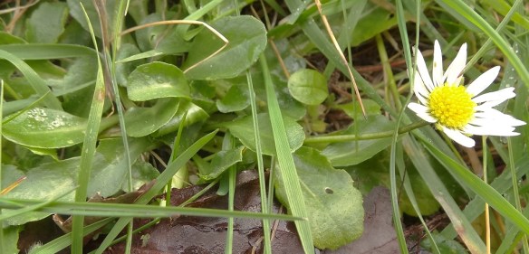 Madeliefje Bellis perennis 20140227 blaadjes