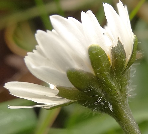 Madeliefje Bellis perennis 20140227 kelkje behaard