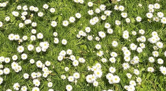 Madeliefje Bellis perennis (3) veld