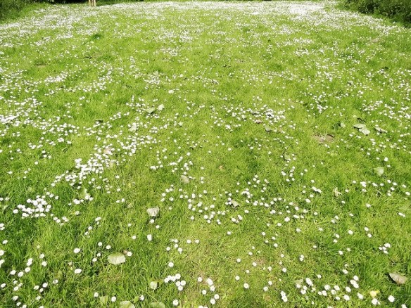 Madeliefje Bellis perennis gazon