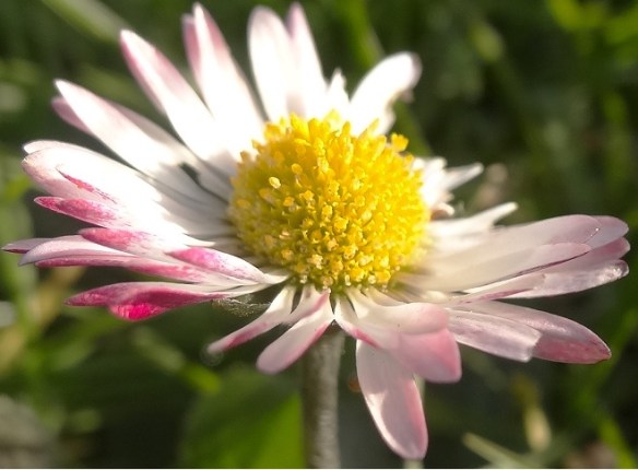 Madeliefje Bellis perennis roodaangelopen roze bloemblaadjes