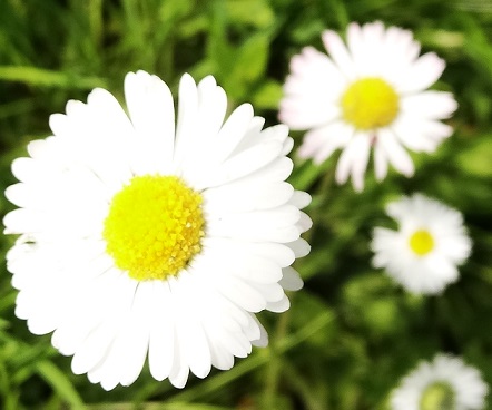 Madeliefje Bellis perennis