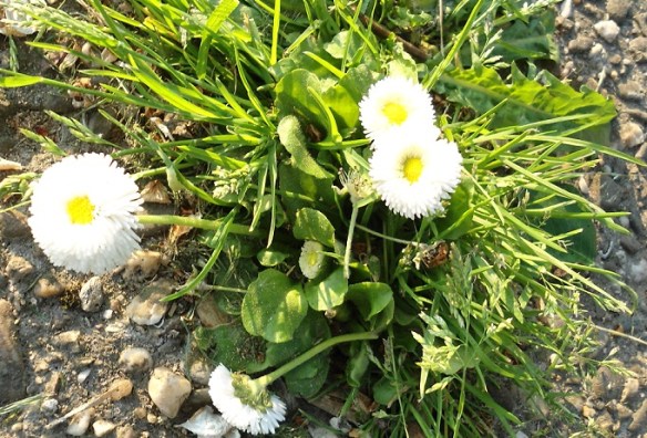 Madeliefje Bellis perrenis tuinvariant
