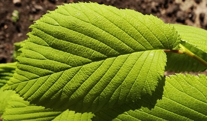 Hollandse iep Ulmus x hollandica 20140504 blad