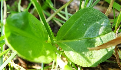Tijmereprijs Veronica serpyllifolia 201307 blad