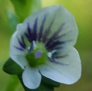Tijmereprijs Veronica serpyllifolia 201307 bloem