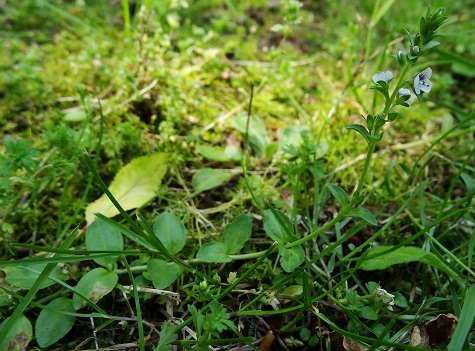 Tijmereprijs Veronica serpyllifolia 201307 totaalbeeld