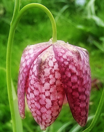 Wilde kievitsbloem