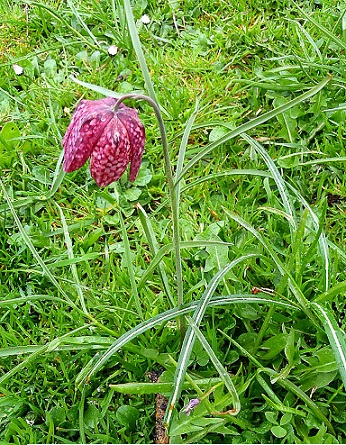 Wilde kievitsbloem