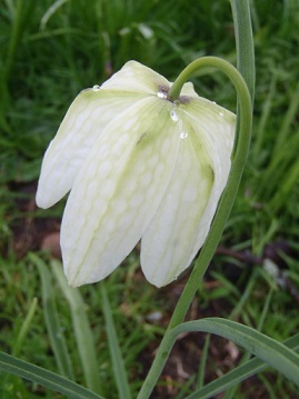 Wilde kievitsbloem wit