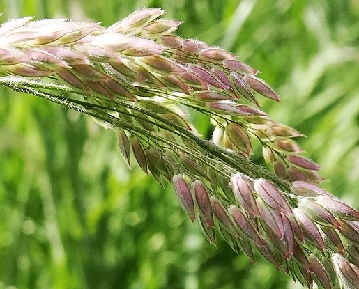 Gestreepte witbol Holcus lanatus 20140515 graanvrucht