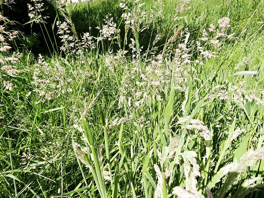 Gestreepte witbol Holcus lanatus natuurlijke situatie