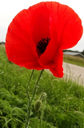Grote klaproos Papaver rhoeas 20130618 totaalbeeld
