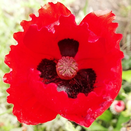 Grote klaproos Papaver rhoeas 20140602 bloem