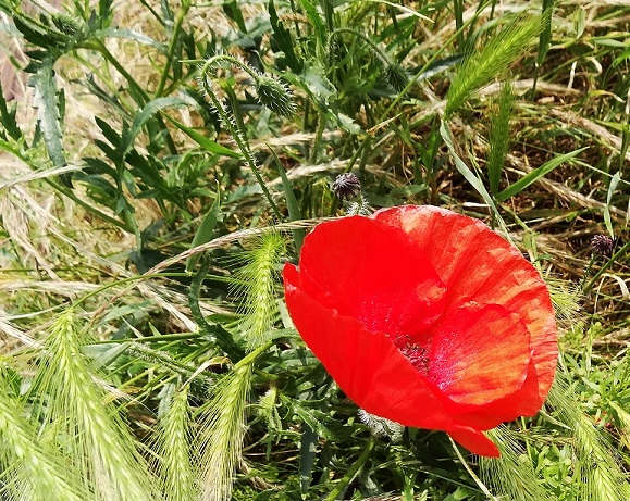 Grote klaproos Papaver rhoeas 20140602_Totaal