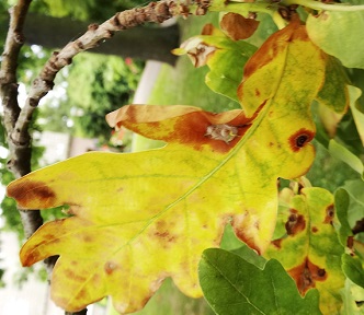 Herfstverkleuring Zomereik