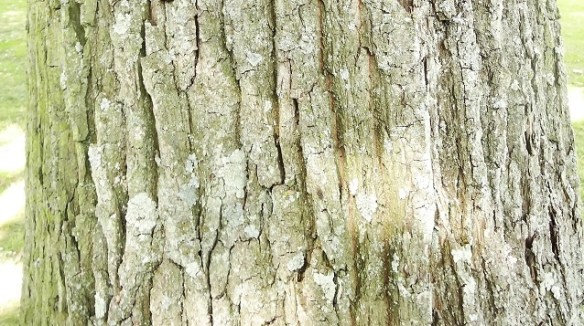 Zomereik Bast oude boom